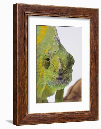 Meller's Chameleon-DLILLC-Framed Photographic Print