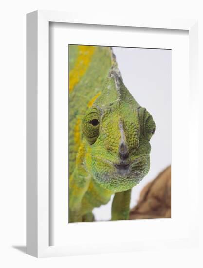 Meller's Chameleon-DLILLC-Framed Photographic Print