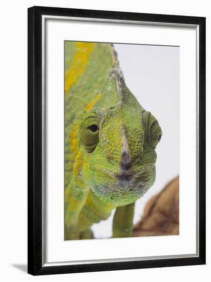 Meller's Chameleon-DLILLC-Framed Photographic Print