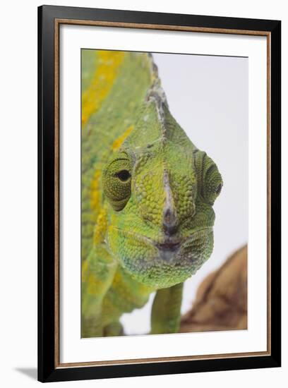 Meller's Chameleon-DLILLC-Framed Photographic Print