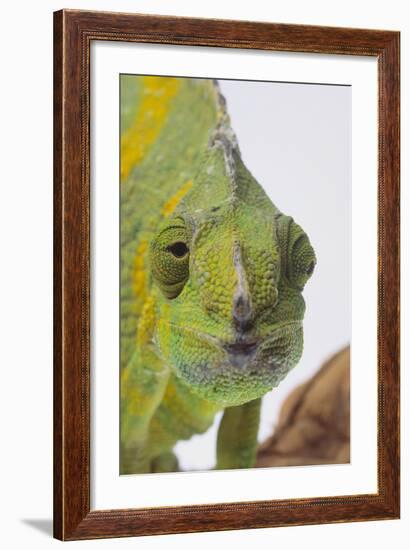 Meller's Chameleon-DLILLC-Framed Photographic Print