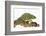 Meller'schameleon-DLILLC-Framed Photographic Print