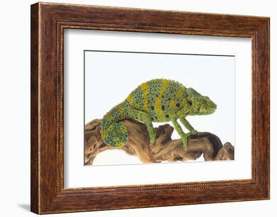 Meller'schameleon-DLILLC-Framed Photographic Print