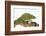 Meller'schameleon-DLILLC-Framed Photographic Print