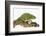 Meller'schameleon-DLILLC-Framed Photographic Print