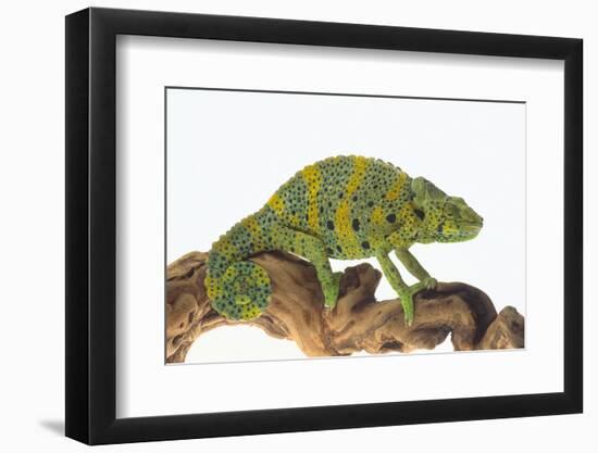 Meller'schameleon-DLILLC-Framed Photographic Print