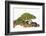 Meller'schameleon-DLILLC-Framed Photographic Print