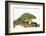 Meller'schameleon-DLILLC-Framed Photographic Print