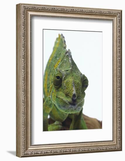 Meller'schameleon-DLILLC-Framed Photographic Print