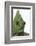 Meller'schameleon-DLILLC-Framed Photographic Print