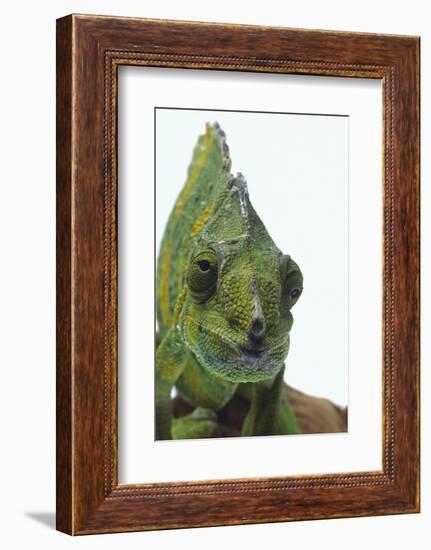 Meller'schameleon-DLILLC-Framed Photographic Print