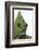 Meller'schameleon-DLILLC-Framed Photographic Print