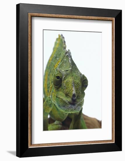 Meller'schameleon-DLILLC-Framed Photographic Print