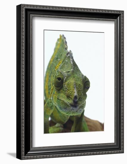 Meller'schameleon-DLILLC-Framed Photographic Print