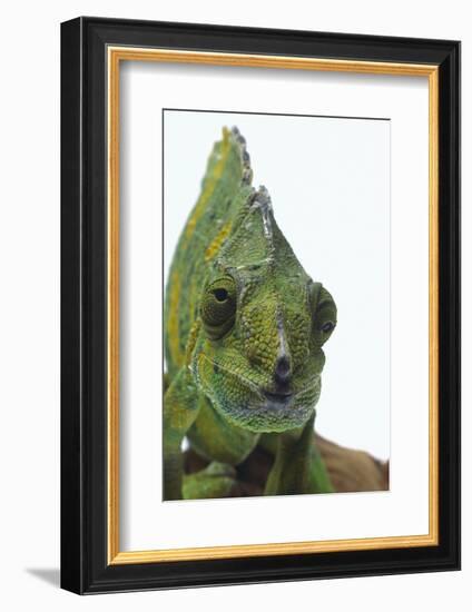 Meller'schameleon-DLILLC-Framed Photographic Print