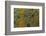 Meller'schameleon-DLILLC-Framed Photographic Print