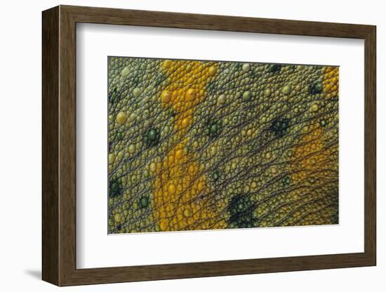 Meller'schameleon-DLILLC-Framed Photographic Print