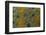 Meller'schameleon-DLILLC-Framed Photographic Print