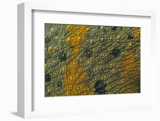 Meller'schameleon-DLILLC-Framed Photographic Print