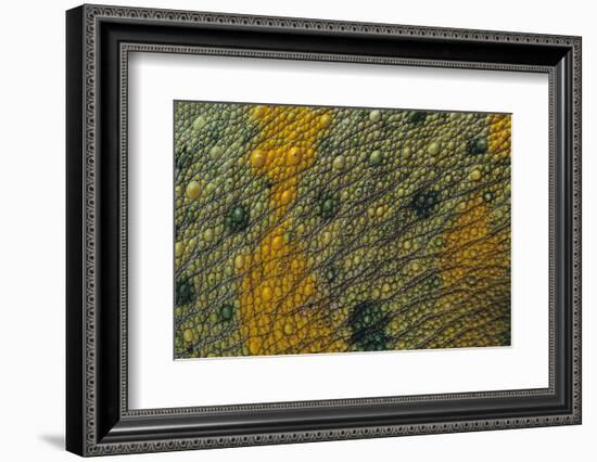 Meller'schameleon-DLILLC-Framed Photographic Print