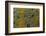 Meller'schameleon-DLILLC-Framed Photographic Print