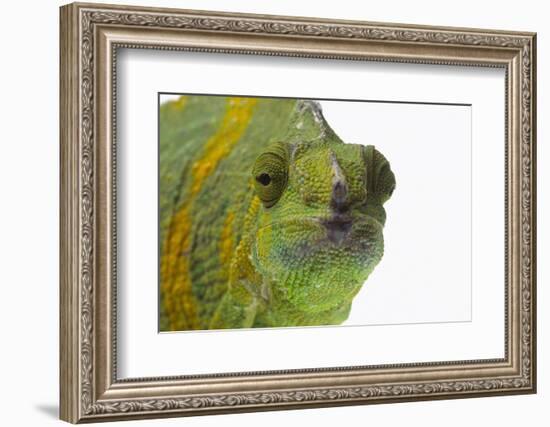 Meller'schameleon-DLILLC-Framed Photographic Print