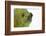 Meller'schameleon-DLILLC-Framed Photographic Print