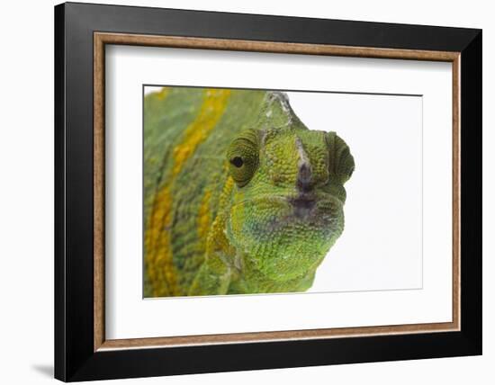 Meller'schameleon-DLILLC-Framed Photographic Print