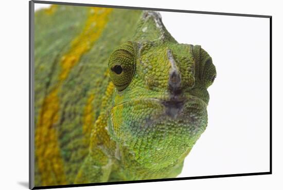 Meller'schameleon-DLILLC-Mounted Photographic Print