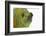 Meller'schameleon-DLILLC-Framed Photographic Print