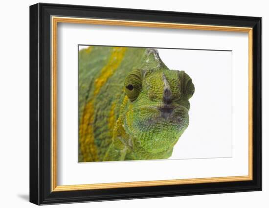 Meller'schameleon-DLILLC-Framed Photographic Print