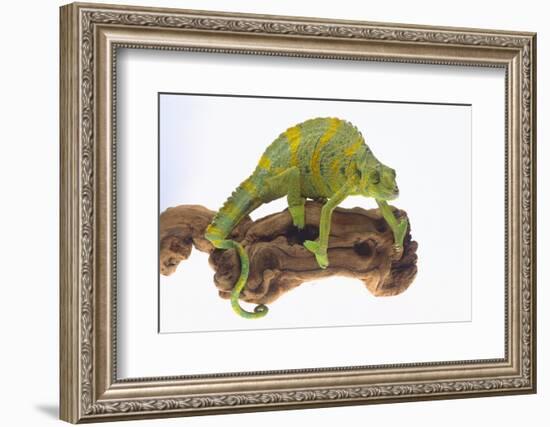 Meller'schameleon-DLILLC-Framed Photographic Print