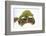 Meller'schameleon-DLILLC-Framed Photographic Print