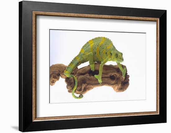 Meller'schameleon-DLILLC-Framed Photographic Print