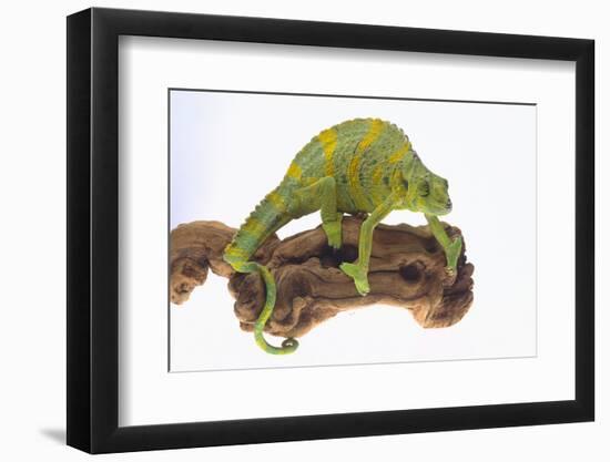 Meller'schameleon-DLILLC-Framed Photographic Print