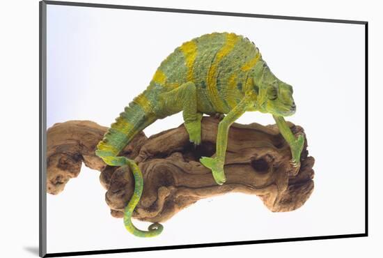 Meller'schameleon-DLILLC-Mounted Photographic Print