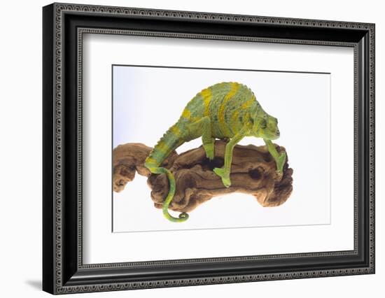 Meller'schameleon-DLILLC-Framed Photographic Print