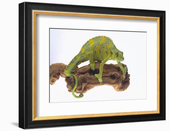 Meller'schameleon-DLILLC-Framed Photographic Print