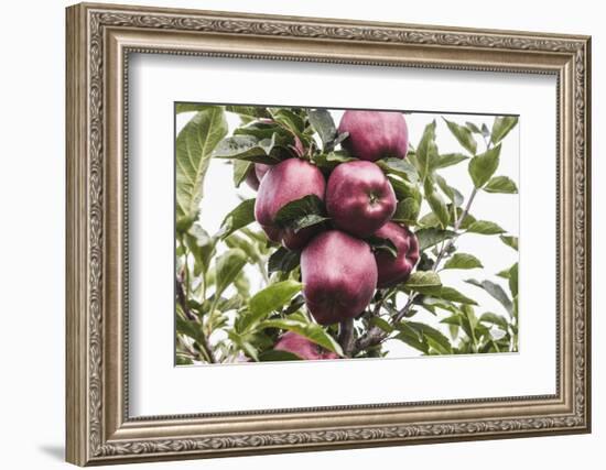 Mellow Apples of the Sort Red Delicious on an Apple Tree, a Backlit Shot-Petra Daisenberger-Framed Photographic Print