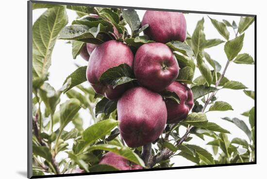 Mellow Apples of the Sort Red Delicious on an Apple Tree, a Backlit Shot-Petra Daisenberger-Mounted Photographic Print