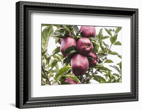 Mellow Apples of the Sort Red Delicious on an Apple Tree, a Backlit Shot-Petra Daisenberger-Framed Photographic Print