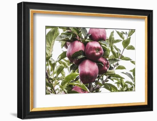 Mellow Apples of the Sort Red Delicious on an Apple Tree, a Backlit Shot-Petra Daisenberger-Framed Photographic Print