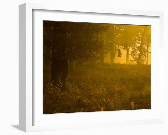 Mellow Yellow-Doug Chinnery-Framed Photographic Print