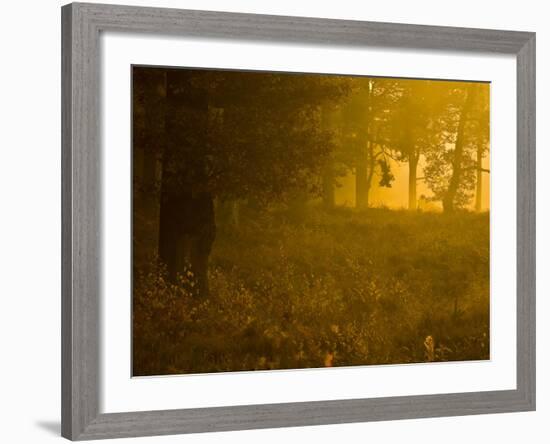 Mellow Yellow-Doug Chinnery-Framed Photographic Print