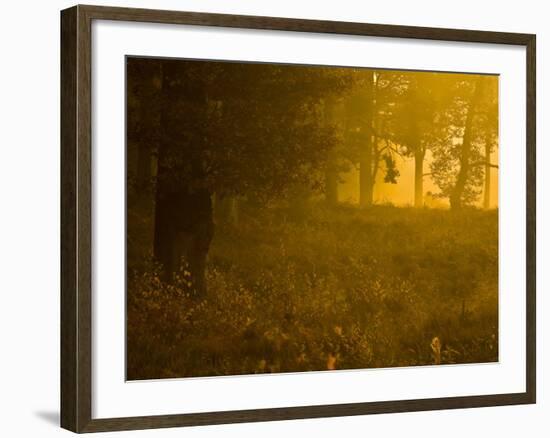 Mellow Yellow-Doug Chinnery-Framed Photographic Print