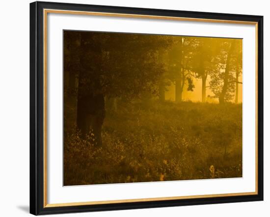 Mellow Yellow-Doug Chinnery-Framed Photographic Print