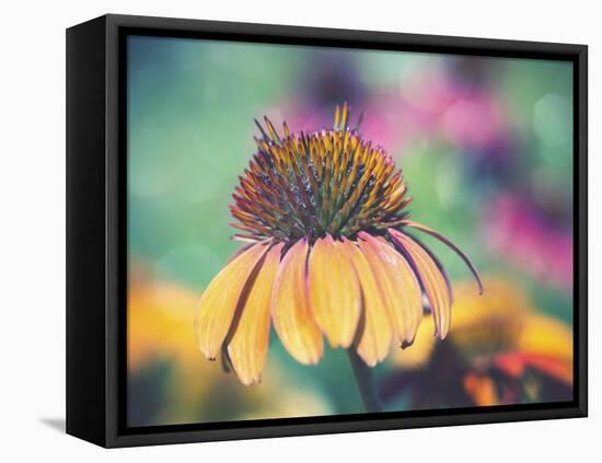 Mellow Yellows I-Sonja Quintero-Framed Premier Image Canvas