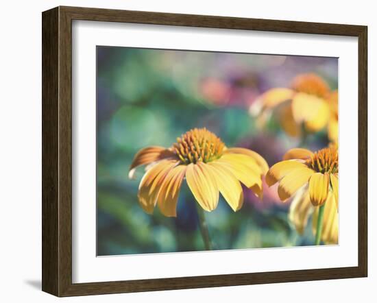 Mellow Yellows II-Sonja Quintero-Framed Photographic Print