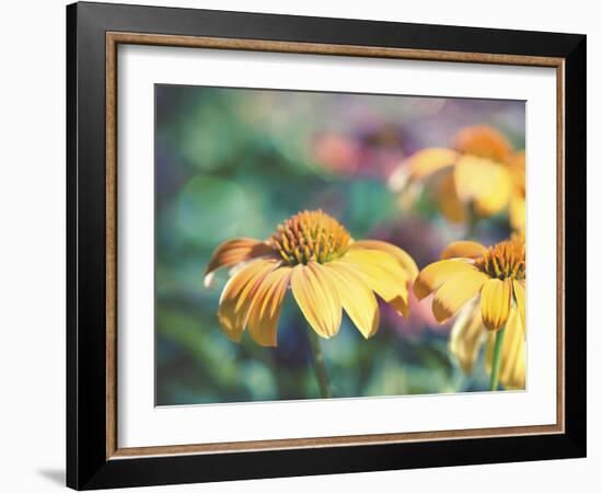 Mellow Yellows II-Sonja Quintero-Framed Photographic Print