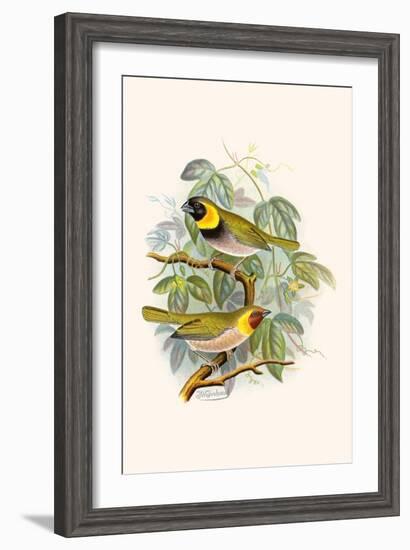 Melodius or Cuba Finch-F.w. Frohawk-Framed Art Print